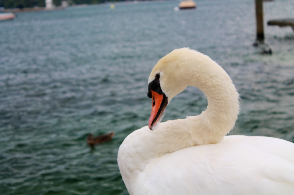 Swan Lac Léman